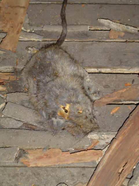 Dead Rat In The Attic