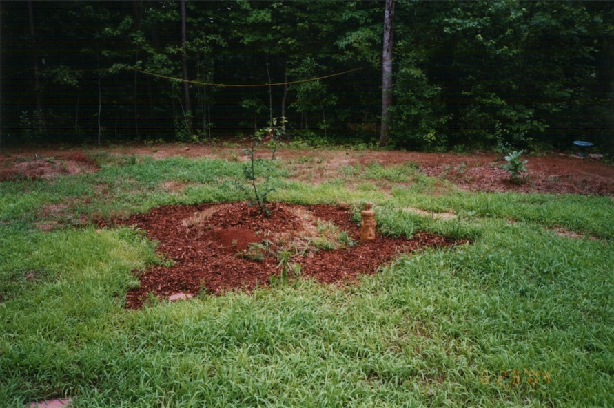 Construction of a branched drain greywater system: complete with trees planted