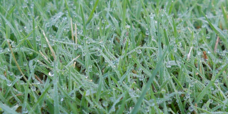 When The Temperature Hits The Dew Point, Condensation—or Dew—appears On The Grass