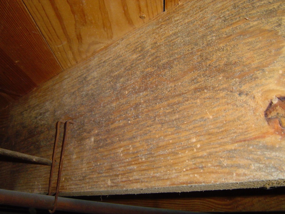 Furry microbial growth (mold?) on a floor joist in a damp crawl space