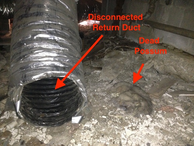 Dead possum near a disconnected return duct, annotated photo