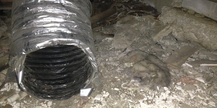 Dead Possum Near A Disconnected Return Duct