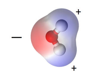A water molecule is electrically polar. It has a positive side and a negative side.