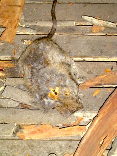 Dead Rat In The Attic