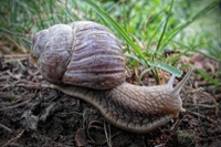 Snail Slow Business Advice Tips Home Energy Pro