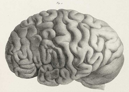 Human-brain-Joseph-Vimont-500.jpg