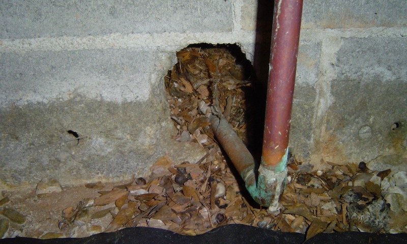 Another crawl space hole ripe for noodling