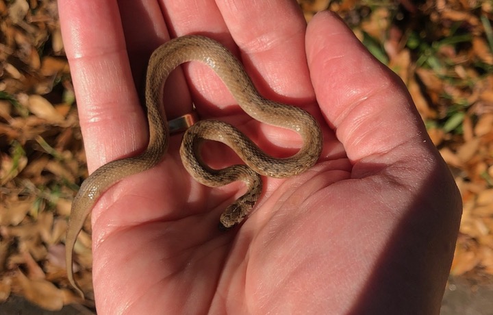 Cute little brown snake