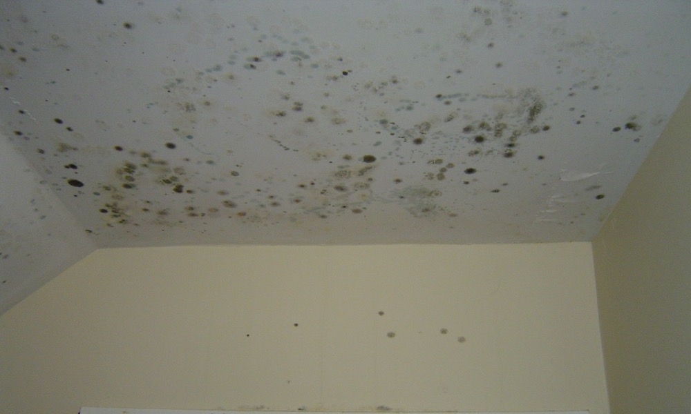 Mold growing on surfaces in a house is one source of poor indoor air quality