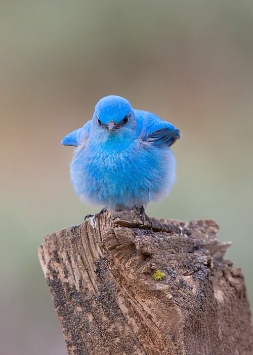 My greatest fear turned out to be this cute, fuzzy bird