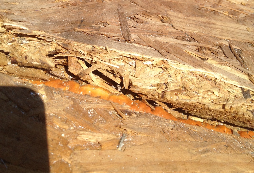 Moisture damage to structural insulated panel joint on roof [Photo courtesy of John Semmelhack]