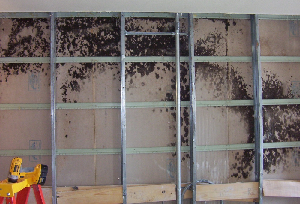 Mold growth on the backside of drywall on an interior wall in a hotel [Photo courtesy of Chris White]