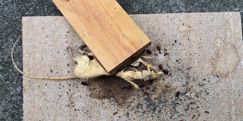 Dead rat in upside down rat trap on basement ceiling tile