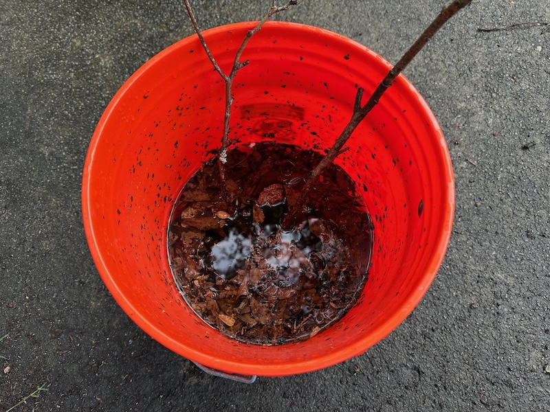 The beginnings of a Mosquito Bucket of Death