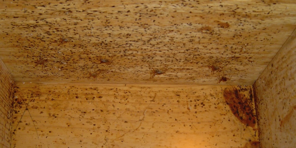 Camel crickets in a nasty vented crawl space