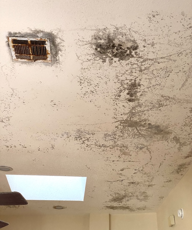 Microbial growth on ceiling of New Orleans home [Photo courtesy of Bill Robinson]