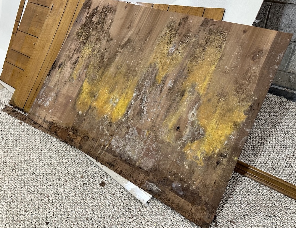 Various colors of microbial growth on the back side of wood paneling in a basement