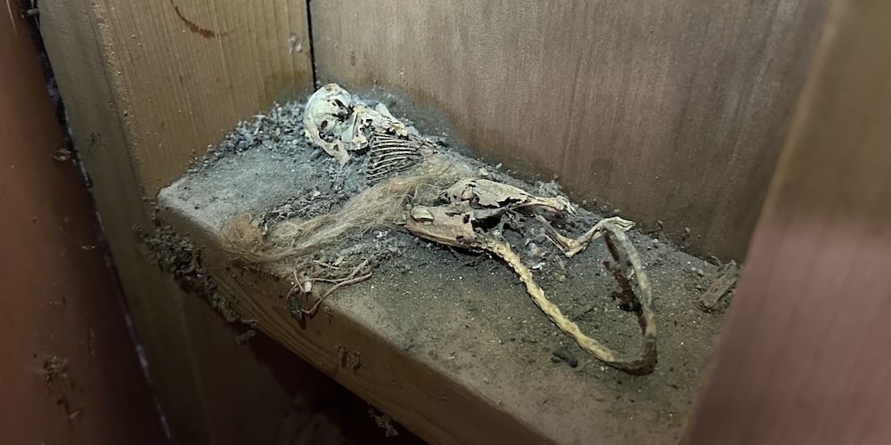 The second rat skeleton I found in my basement, this one on a piece of 2x4 blocking inside a closet wall