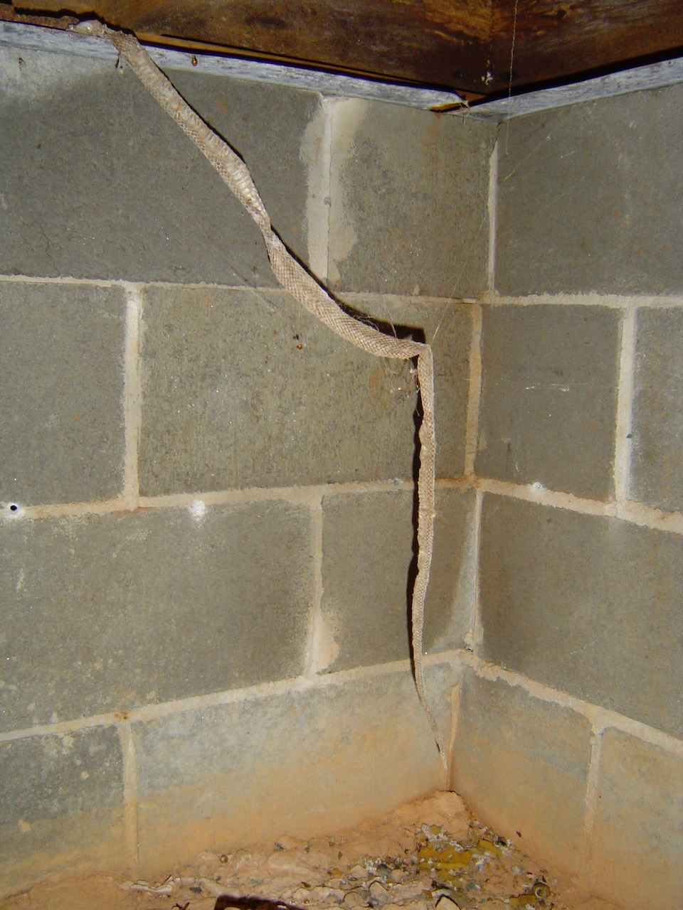 Snake skin in a vented crawl space