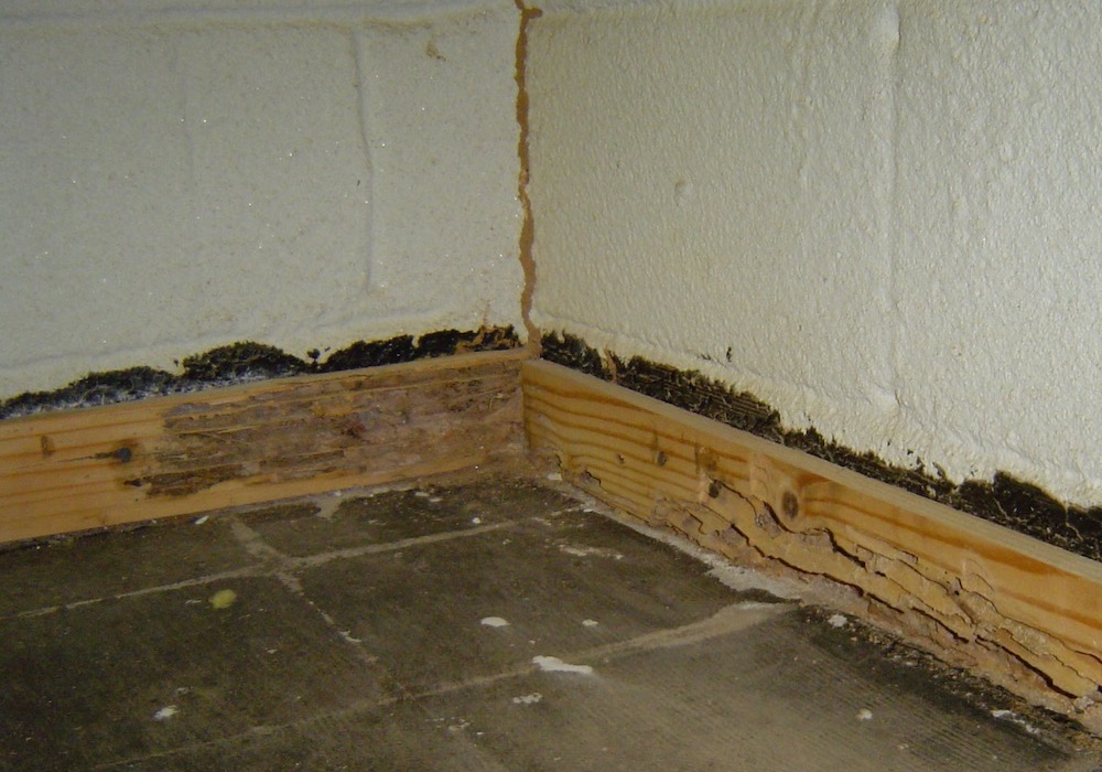 Termite damage in basement. Also note the mud tunnel going up in the corner.