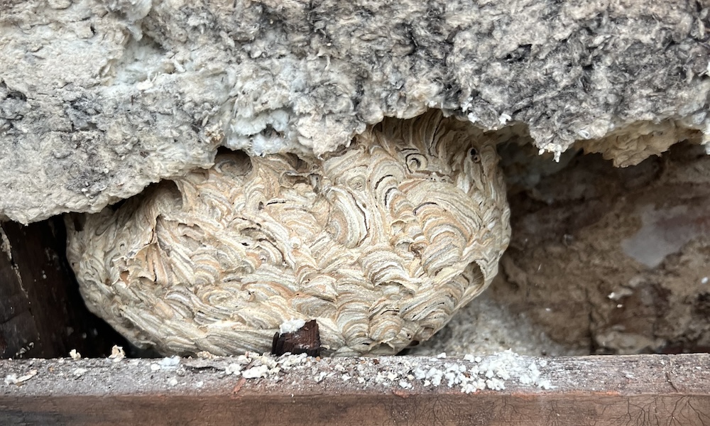 An abandoned wasp or hornet nest inside an exterior wall in New Hampshire [photo by Aubrey Gewehr]