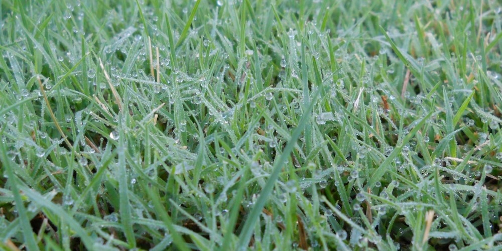 Dew On Grass In The Morning Occurs Because The Temperature Dropped Overnight.